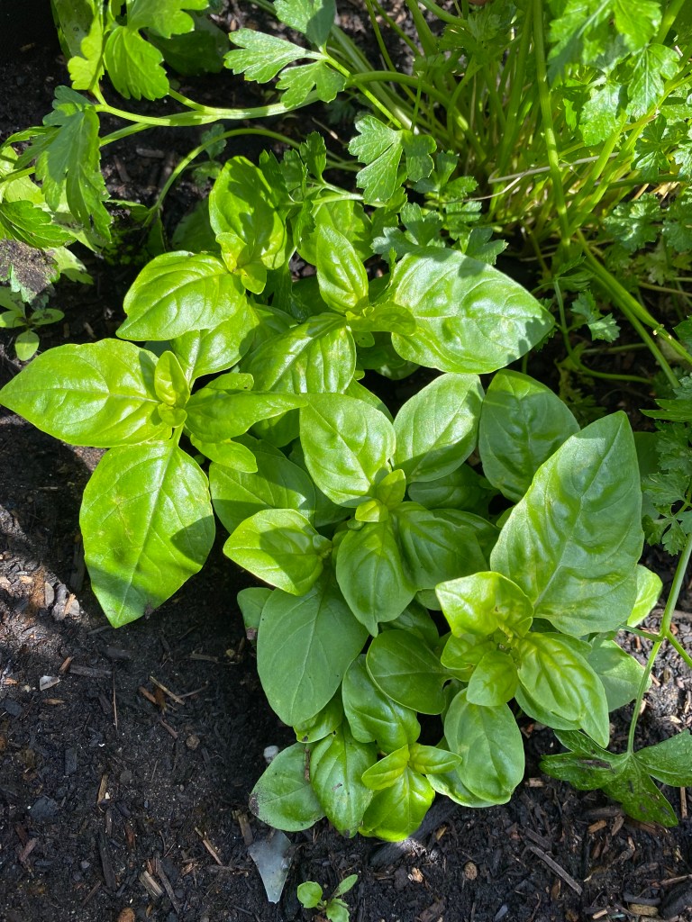 This image has an empty alt attribute; its file name is img_3316-1.jpeg